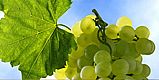 Viticulture
