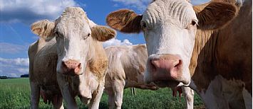livestock