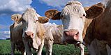 Livestock (Breeding)